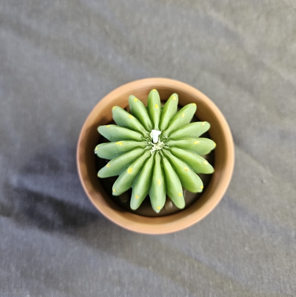 Homemade Beeswax Succulent/Cactus Pot Candles - Picture 5 of 8